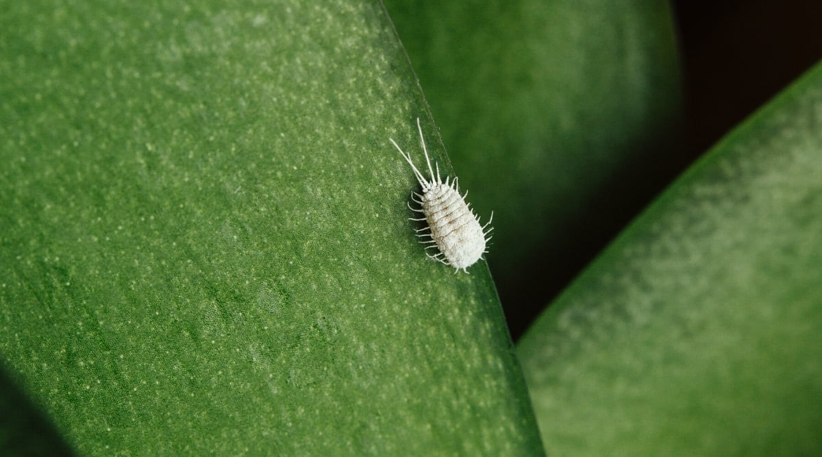 Closeup of a mealybug on an orchid leaf