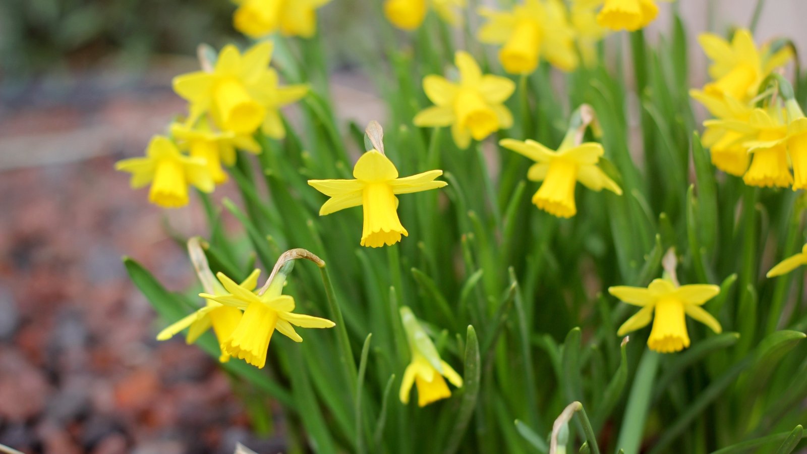 Delicate, small, trumpet-shaped yellow flowers rise above slender, arching green leaves that are smooth and grass-like.