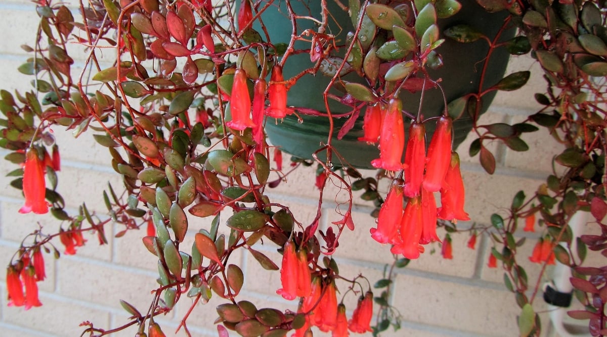 Close-up of a flowering succulent plant Kalanchoe manginii 'Beach Bells' against a blurred brick wall background. This cultivar features trailing stems adorned with elongated, silver-blue leaves. The foliage cascades gracefully, forming a hanging or spreading habit. It produces clusters of small, tubular, bell-shaped flowers in a red-coral hue.