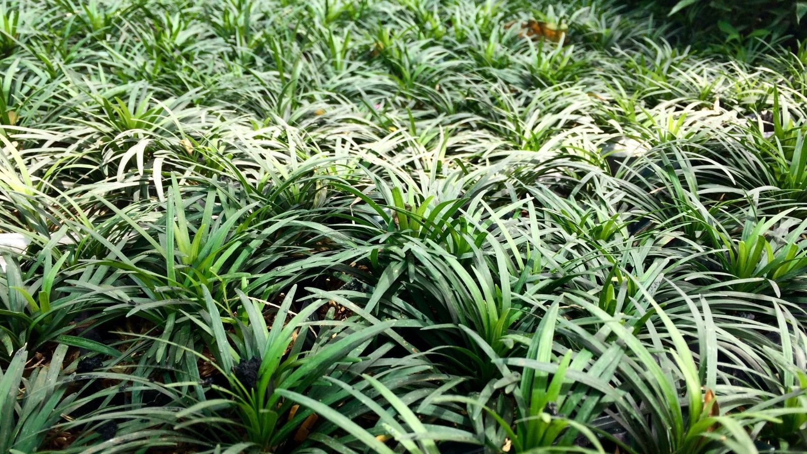 An area with countless blades of mondo grass, appearing deep vivid green, planted in an area with abundant sunlight