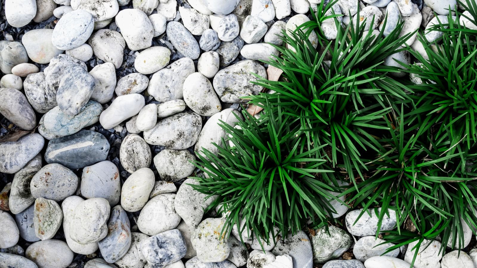 An area covered with light gray stones with a patch of mondo grass, appearing a vibrant deep green in a sunny area of the garden