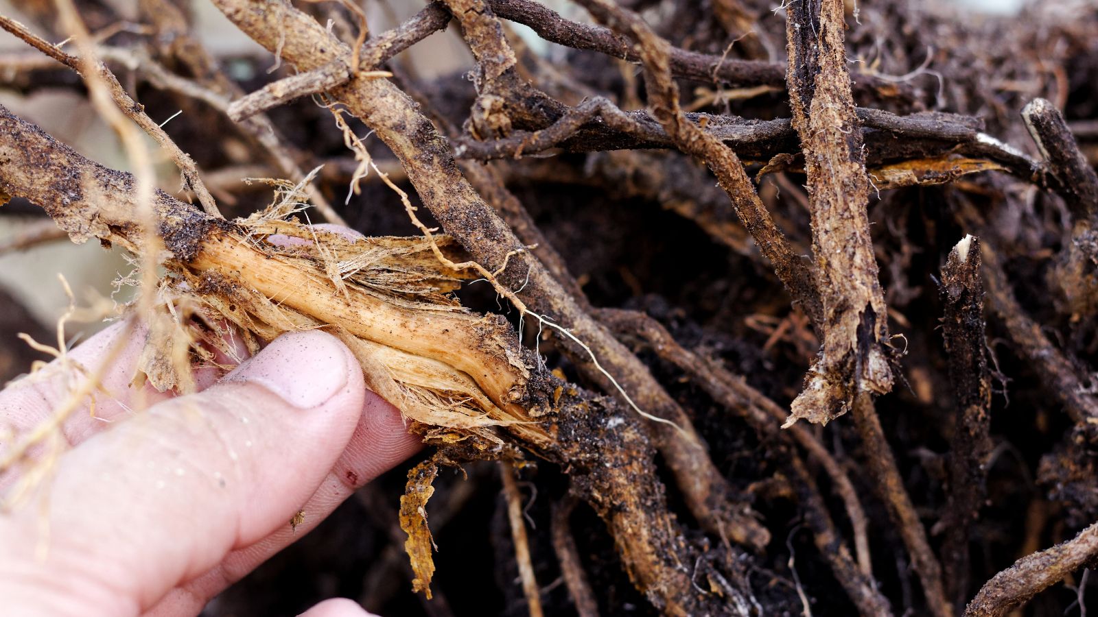 Woody and fleshy roots appearing damp and covered with soil, having damage caused by rot due to uncontrolled moisture