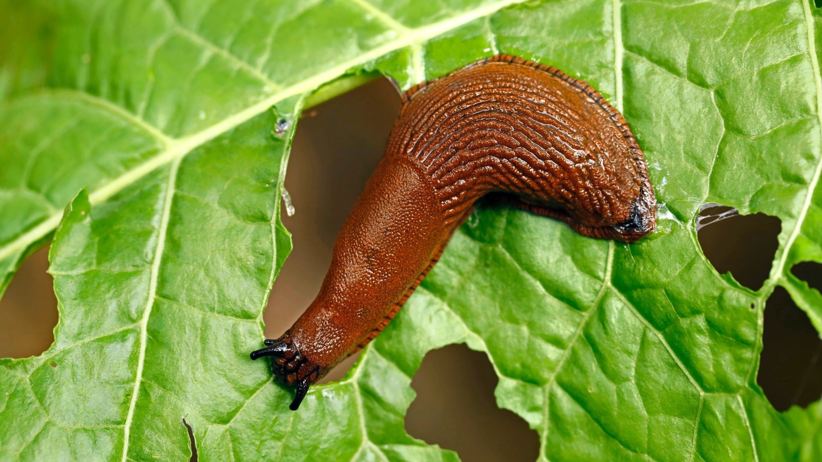 Close-up of a slug eating a green Angelica leaf in a garden.