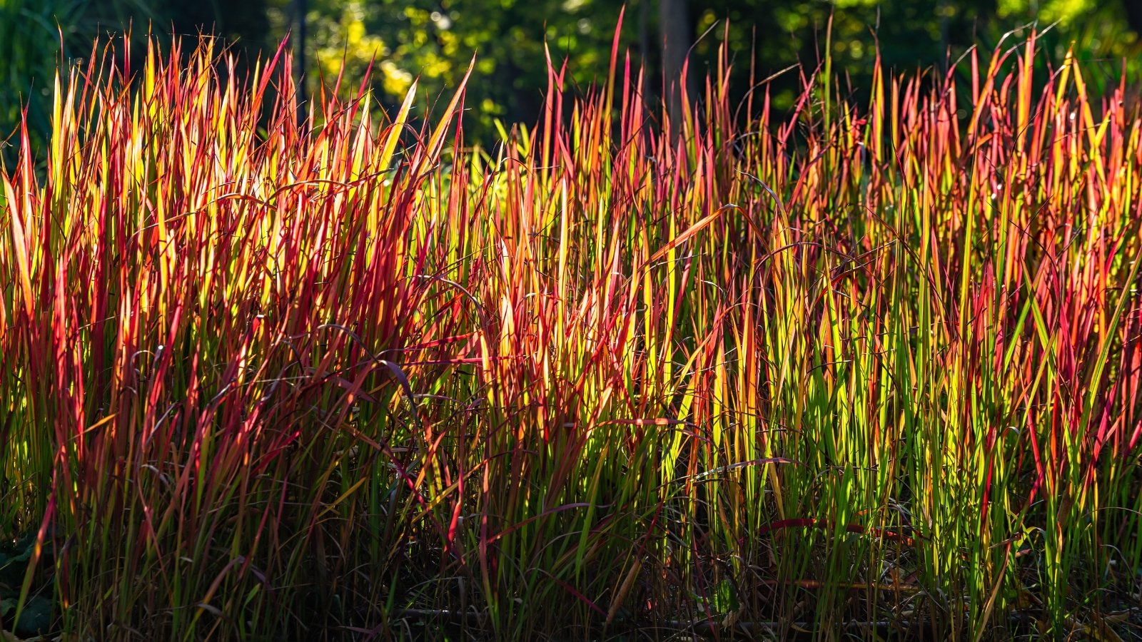 Known for its striking, reddish-tipped foliage, this grass forms dense clumps with upright, thin blades that turn a vibrant red in a sunny garden.