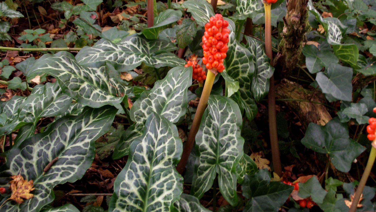 This plant displays large, glossy green leaves with striking white veining and produces a spathe with bright red spadix.