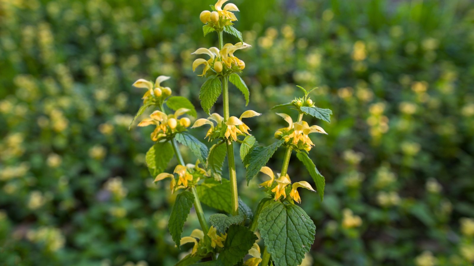 This ground cover has heart-shaped, silvery-green leaves and produces small, tubular yellow flowers with purple spots.