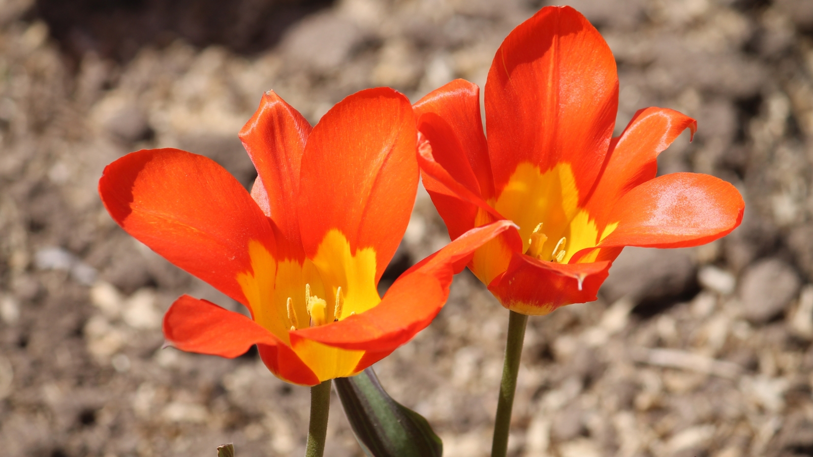 A bright grouping of orange flowers with prominent yellow centers, their slightly rounded petals forming a colorful, cheerful display.