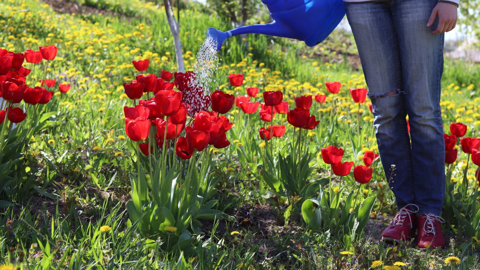 A gardener walking through a field of bright red flowers in full bloom, with green leaves surrounding each plant, set in a soil-covered garden.