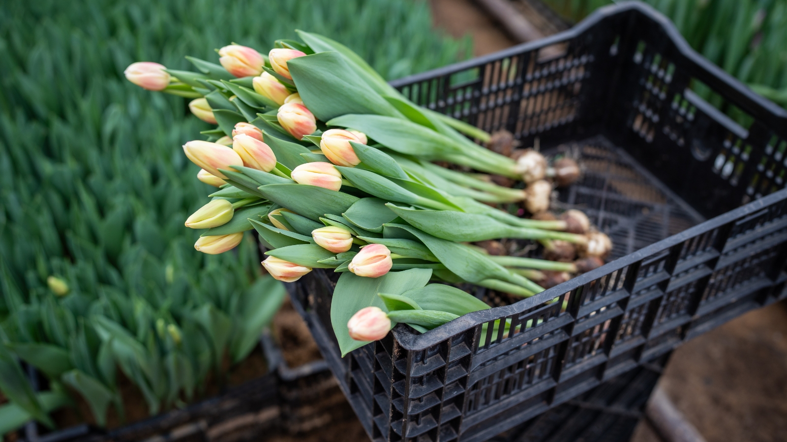 A neatly arranged bundle of creamy white buds with hints of peach coloring, placed in a black plastic basket, ready for planting or display.