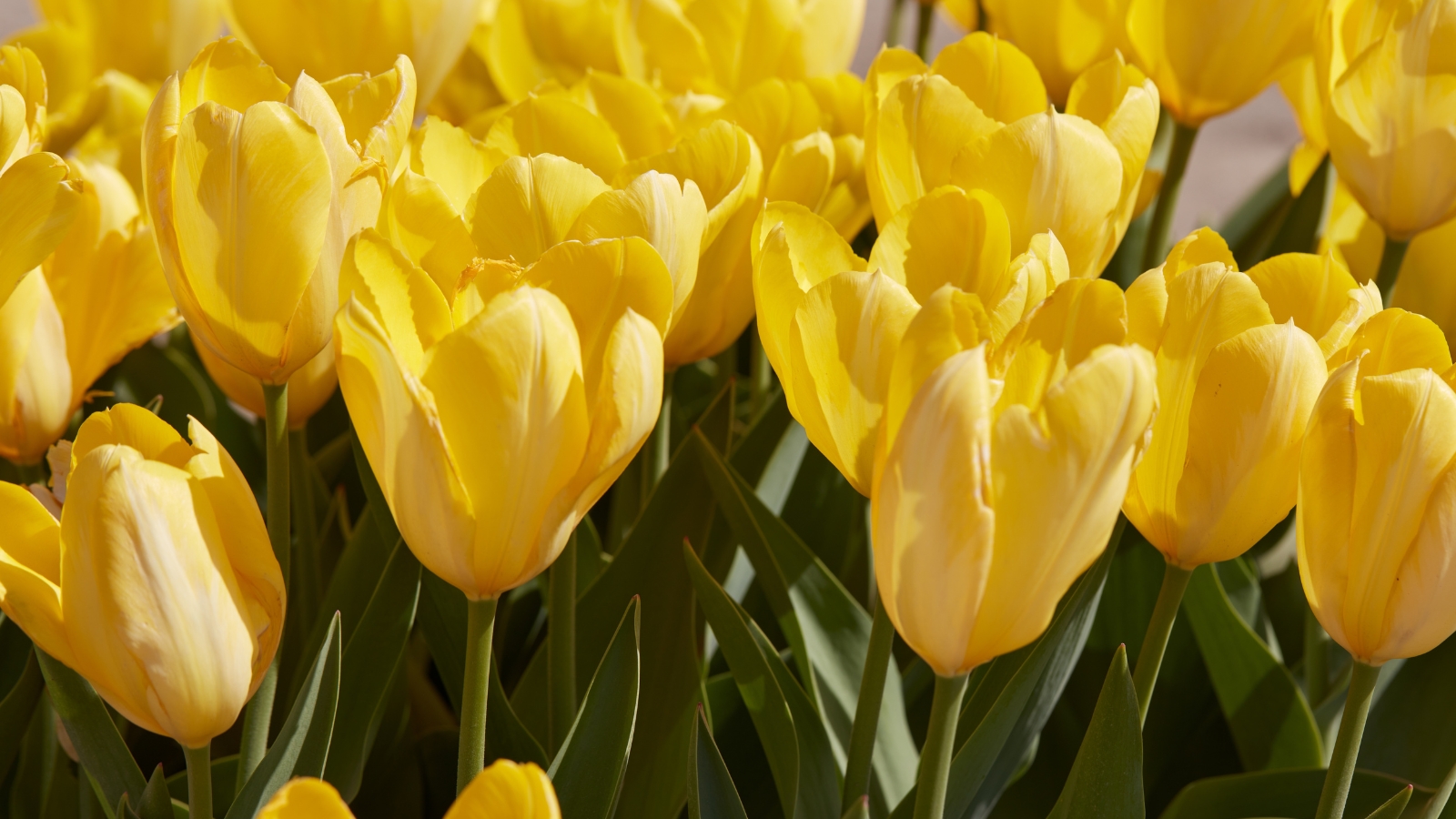 A thick group of bright yellow flowers with rounded petals, surrounded by lush green leaves, creating a dense and colorful garden display.