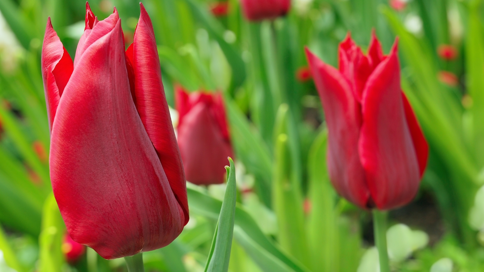 A vibrant gathering of red flowers with slightly pointed petals, growing tall among green stems and leaves in a garden setting.