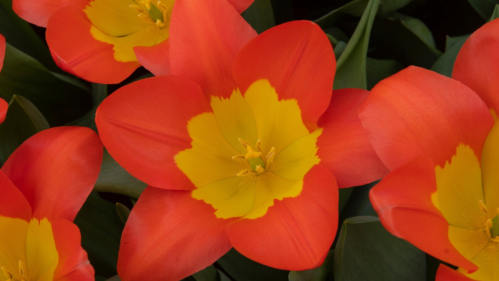 A bright grouping of orange flowers with prominent yellow centers, their slightly rounded petals forming a colorful, cheerful display.