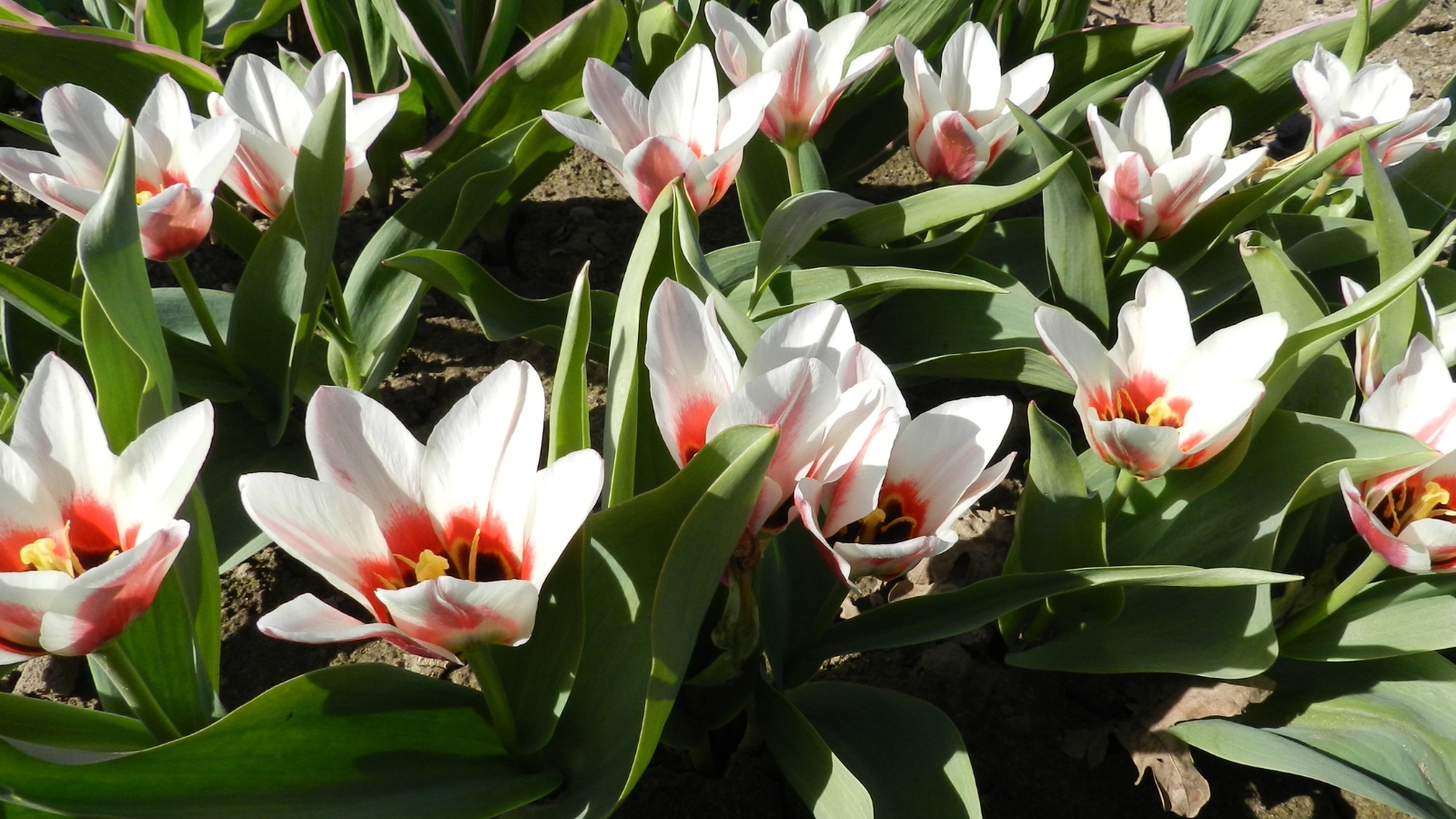 A group of white flowers with vivid red centers, bordered by lush green leaves, adding contrasting colors to the garden setting.