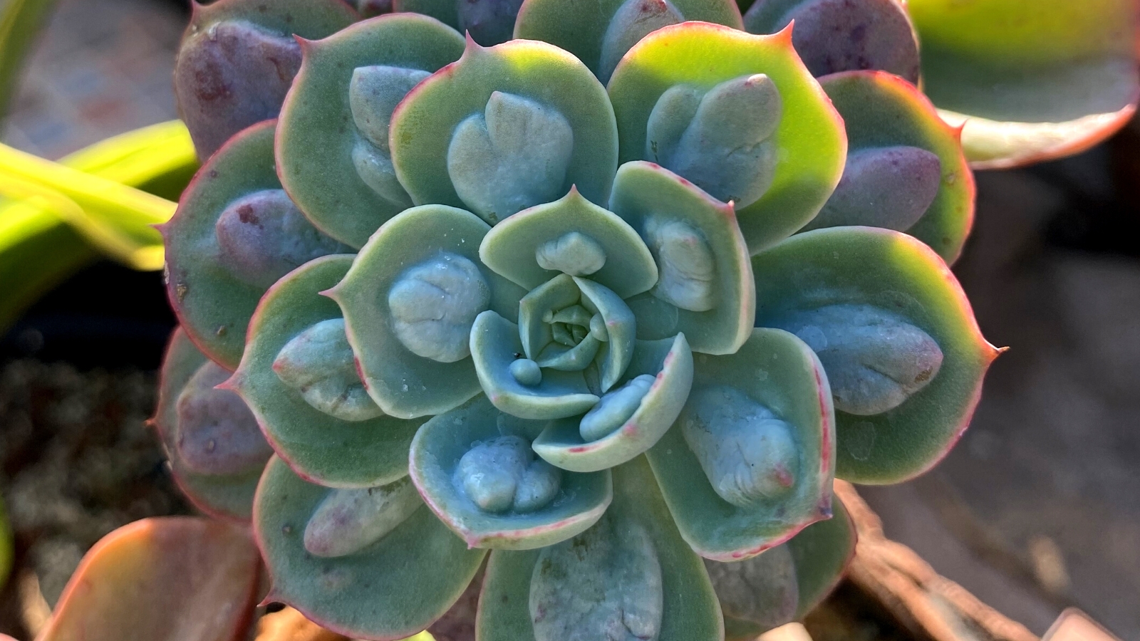 Close-up of Echeveria ‘Raindrops’ against a blurred background. Echeveria ‘Raindrops’ is an enchanting succulent, featuring rosettes of chubby, pale green leaves adorned with distinctive raised white dots resembling raindrops. Each leaf has a slightly cupped shape, accentuating the raindrop-like formations and creating a unique texture. The leaves take on a delicate blush of pink or lavender along the edges.