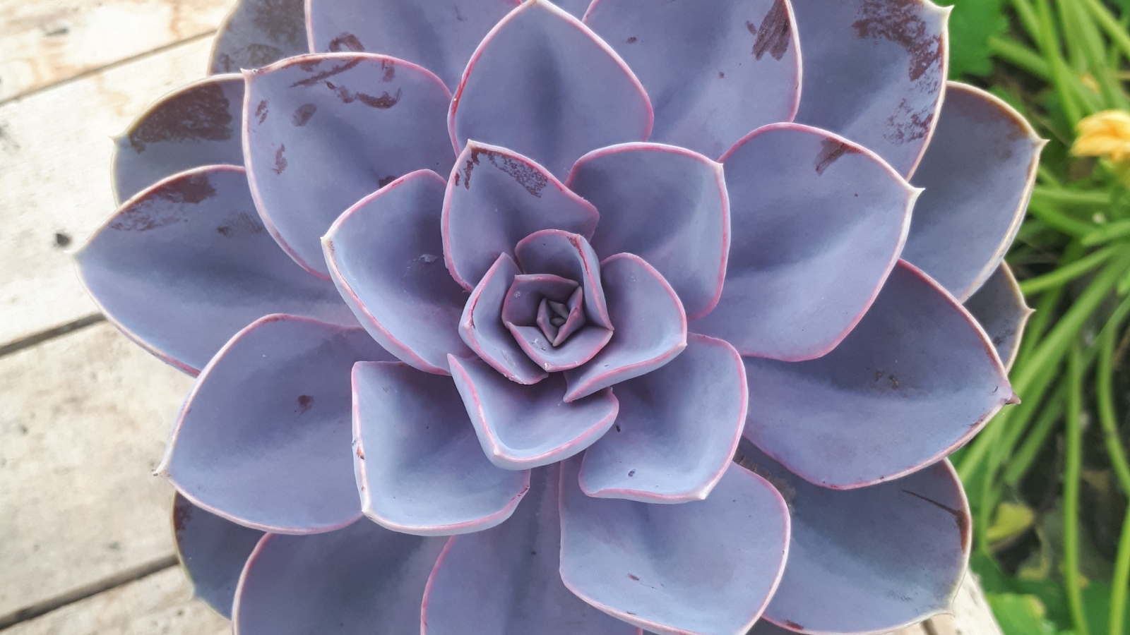 Close-up of Echeveria 'Purple Pearl' against a blurred garden background. Echeveria ‘Purple Pearl’ is a captivating succulent, boasting rosettes of thick, fleshy leaves in rich shades of purple and burgundy. The leaves feature a powdery coating that gives them a soft, velvety texture and enhances their jewel-toned colors. Each leaf has a distinct pointed shape and is adorned with delicate ridges and ripples.