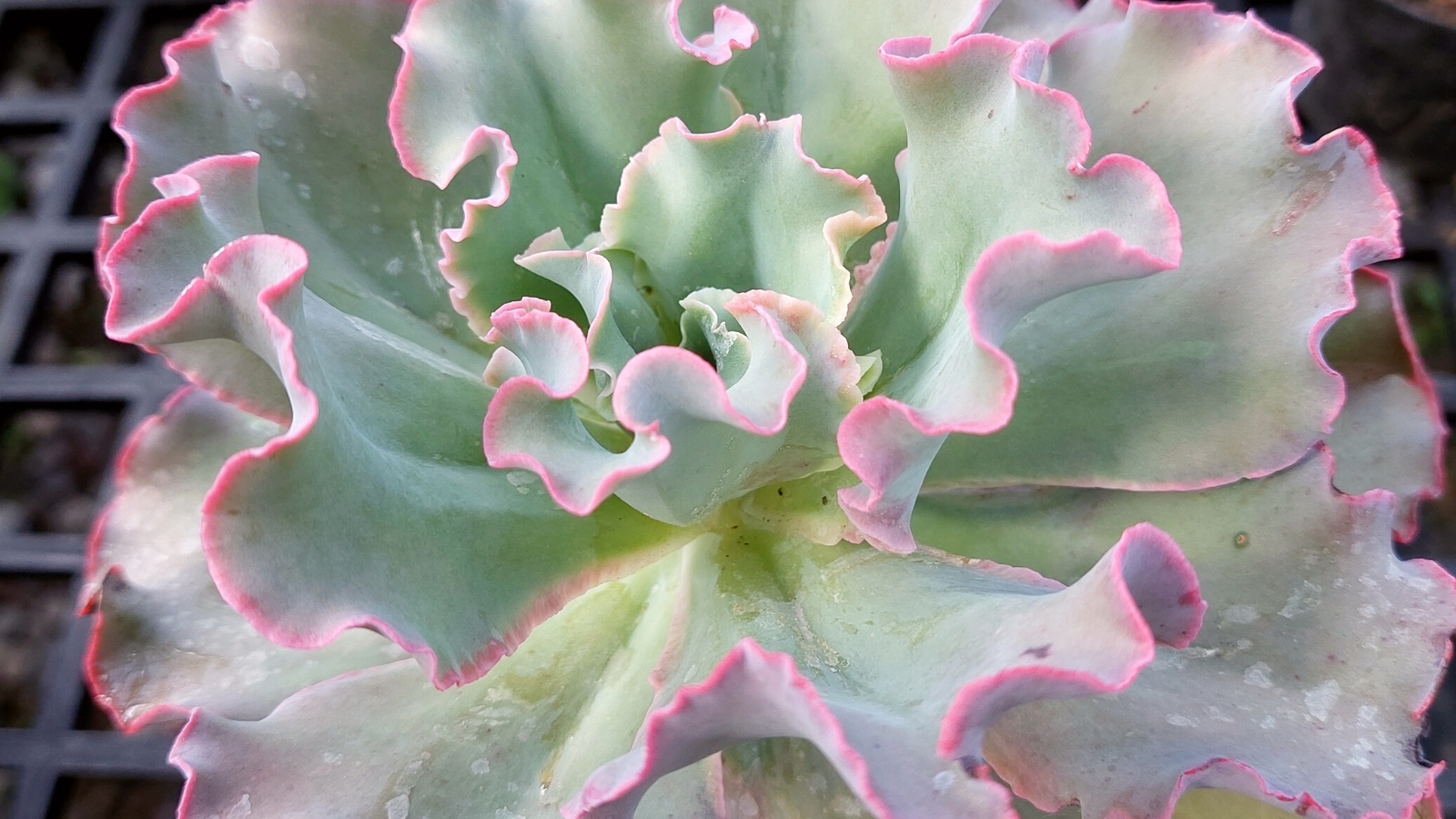 Close-up of Echeveria ‘Flying Cloud’. This is an exquisite succulent, featuring rosettes of slender, elongated leaves with a powdery blue-green hue. The leaves curve gracefully outward, resembling delicate wings. Each leaf is adorned with subtle ripples and ridges. The corrugated edges of the leaves have a delicate pinkish tint.