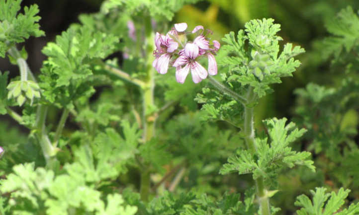 Citronella geranium