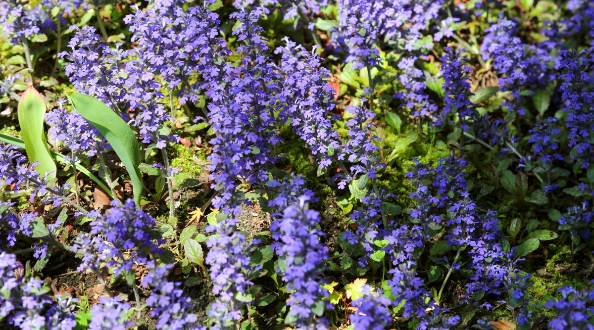 Close-up of a Bugleweed plant in flower. Bugleweed (Ajuga) is a ground-hugging perennial known for its attractive and dense carpet-like growth. The plant features rosettes of glossy, oval to oblong leaves that can range in color from deep green to bronze. Ajuga produces spikes of small, tubular flowers that rise above the foliage. The flower spikes are a bright purple-blue color.