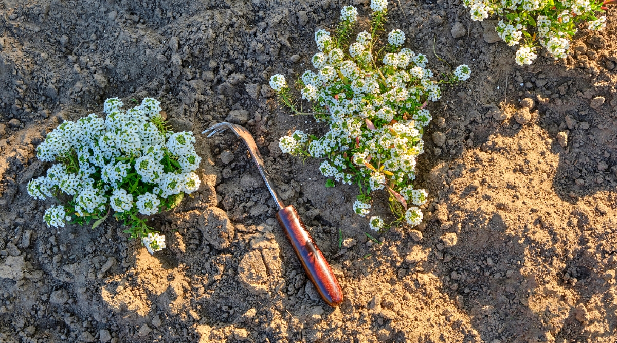 Top view of seedlings of white Alyssum flowers in loose and weed-free soil. A garden hoe with teeth lies in the garden bed. Seedlings of white Alyssum are planted at the same distance from each other. It forms low, spreading mounds of small, lance-shaped leaves that are gray-green in color. The plant is renowned for its profusion of tiny, fragrant flowers that create dense clusters. These flowers are of a delicate white shade.