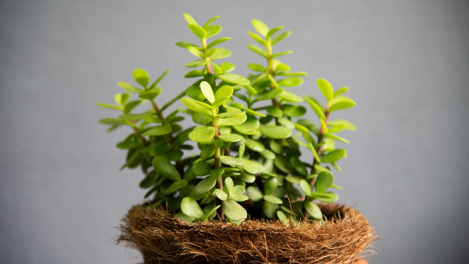Thick, small green leaves grow along woody stems, resembling miniature trees in a rustic-style decorative pot.