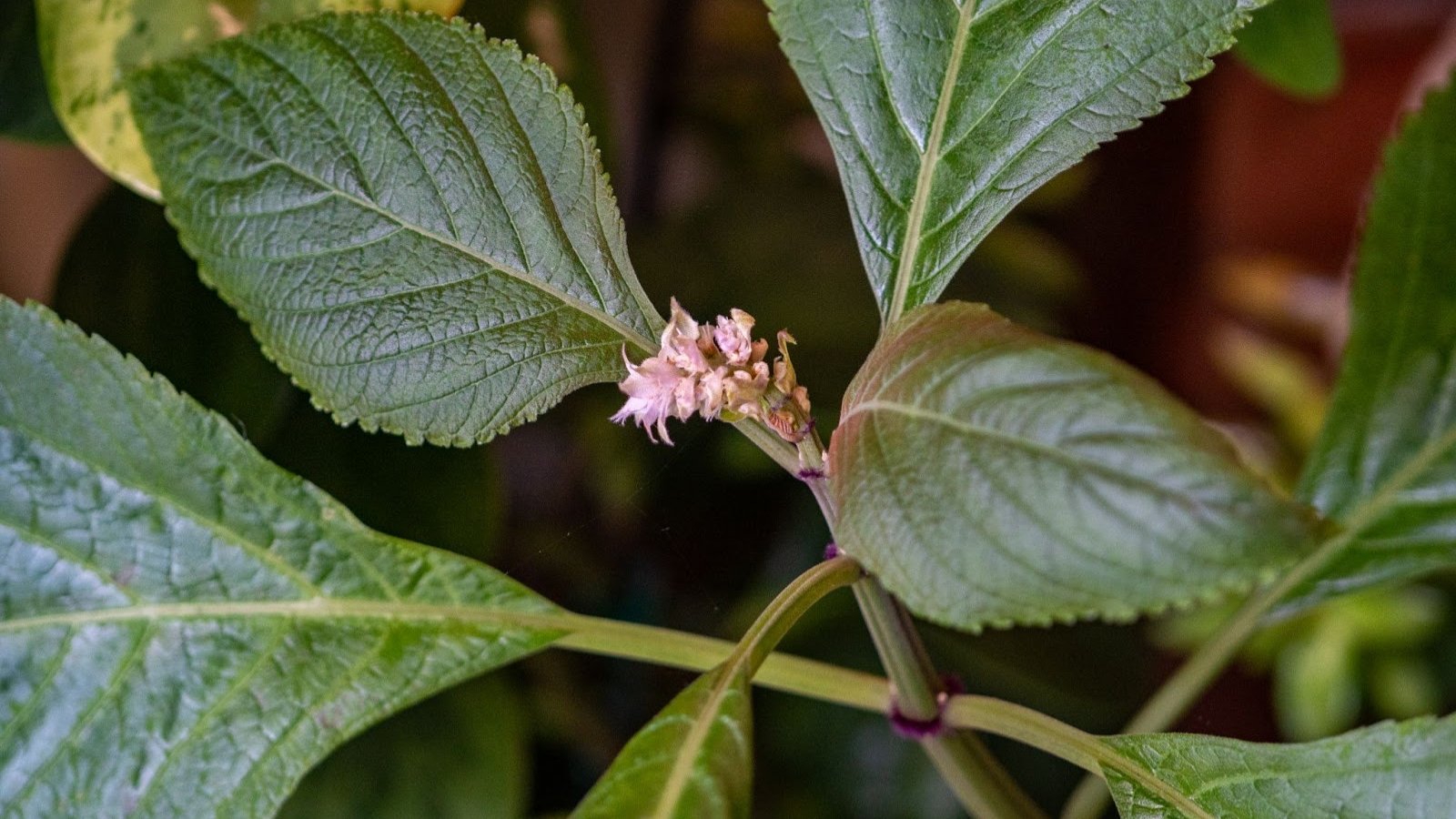 Soft, oval, deep green leaves with a purple hue and serrated edges grow in dense, bushy clusters, surrounding a small inflorescence of tiny lavender-colored flowers.