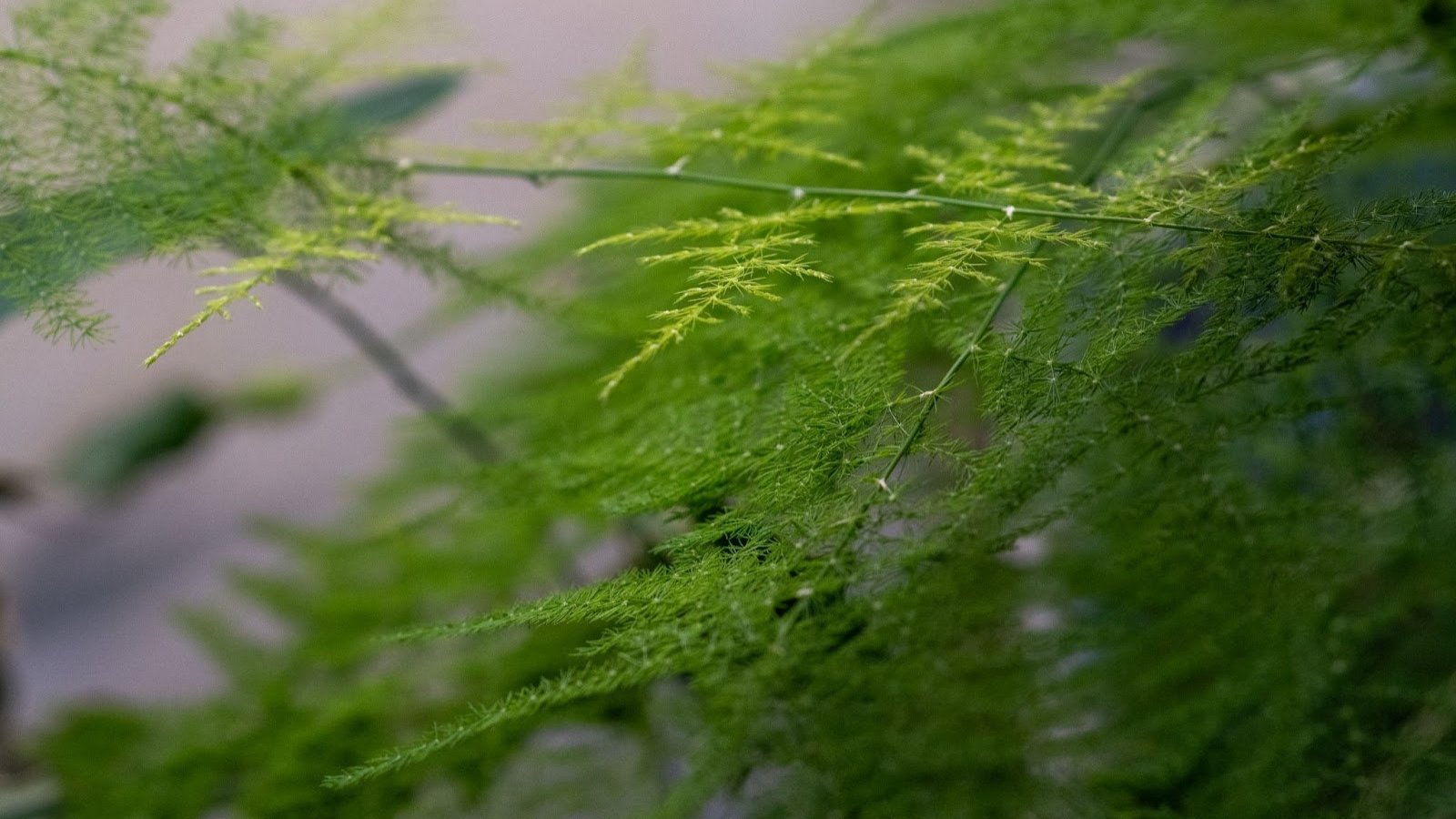 Feathery, bright green fronds with delicate needle-like leaves create a soft, airy look.