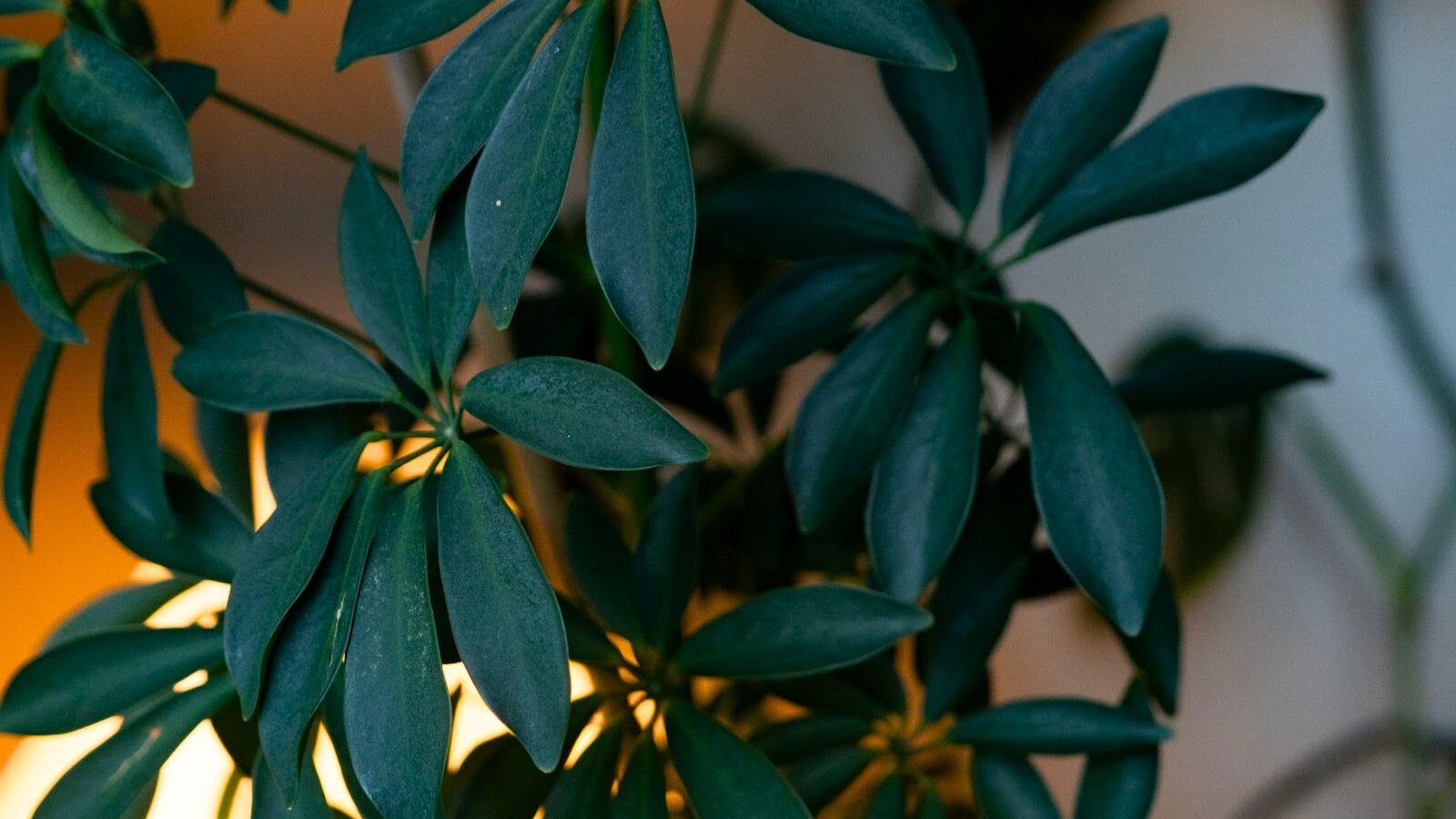 Glossy, oval green leaves with a compact, bushy shape grow on thin stems.