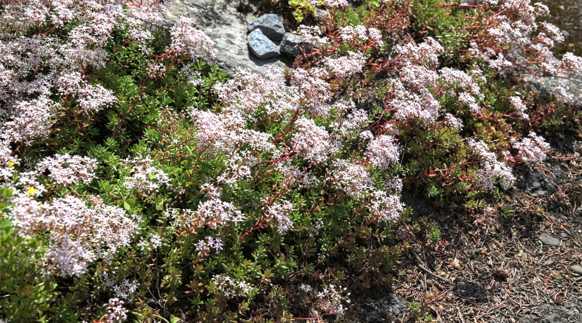 Close-up of Sedum album in bloom in a garden as a ground cover. This low-growing plant forms dense mats of small, fleshy, needle-like leaves that are green. White Stonecrop produces clusters of tiny, star-shaped white flowers that blanket the foliage.