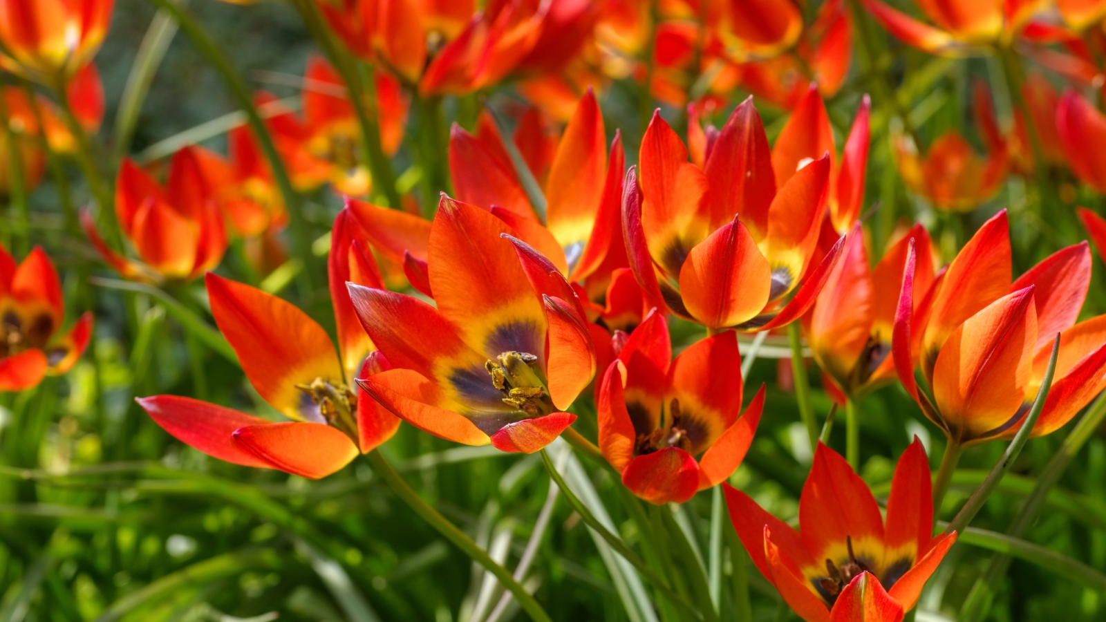 Bright orange and red petals with a hint of yellow radiate outward in delicate, star-like shapes, each petal sharply pointed and vibrant against a backdrop of slender green leaves.