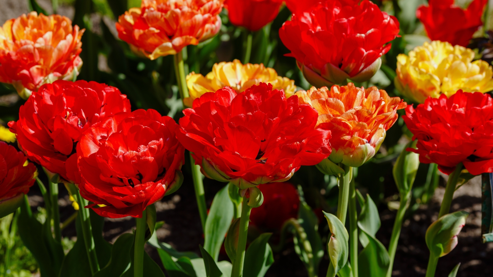 Layers of thick, ruffled petals in vibrant shades of red and yellow create densely packed blooms, each petal slightly curled, giving a fiery, layered look.