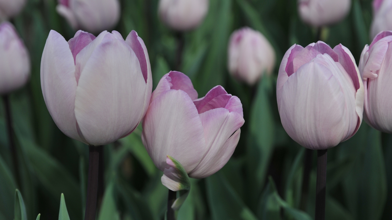 Pale pink and white petals with a gentle, velvety texture form rounded blooms, each petal blending in color to create a soft, serene effect among green leaves.