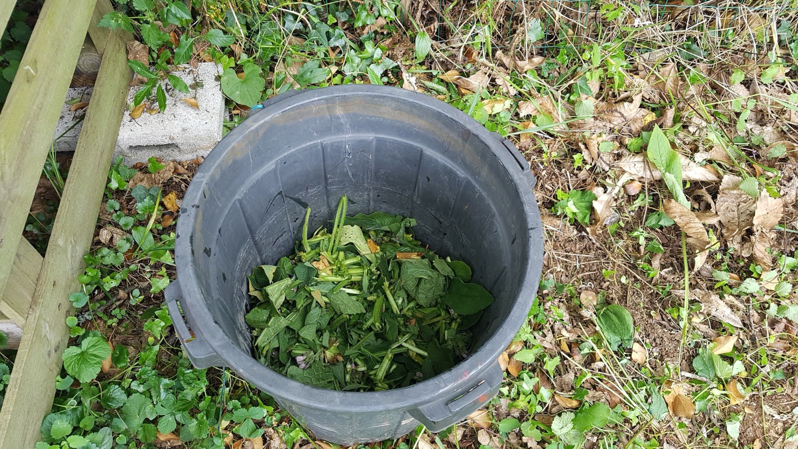 Leaves and other parts of Symphytum officinale cut and placed in a plastic container meant to be used as fertilizer for garden