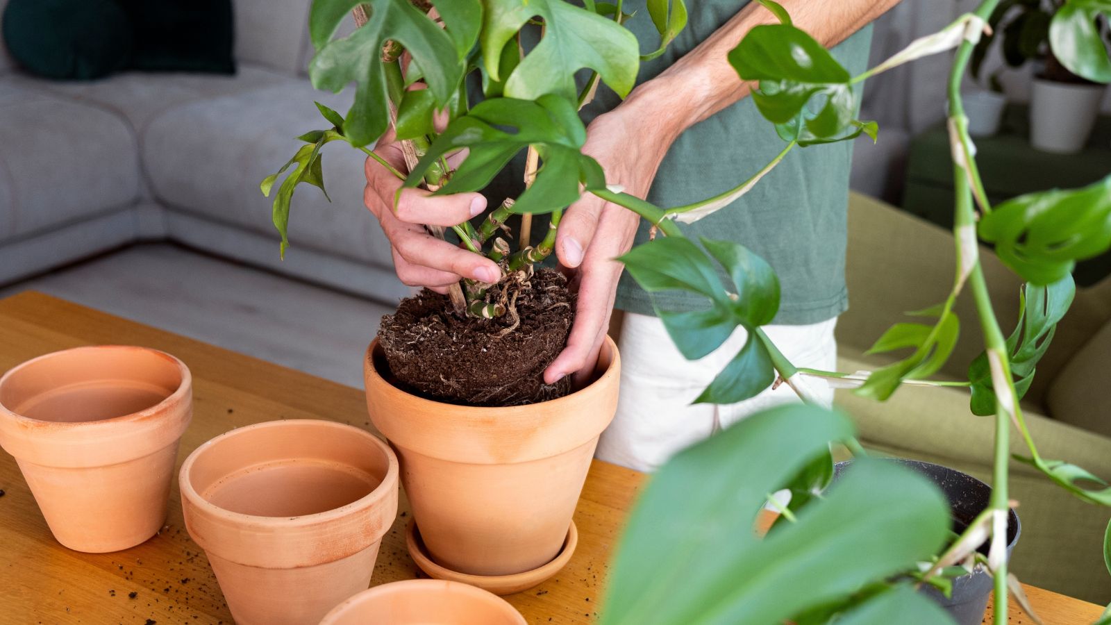 A shot of a person repotting a houseplant in a brown clay pot with several other plants and pots in the background placed in a well lit area indoors.