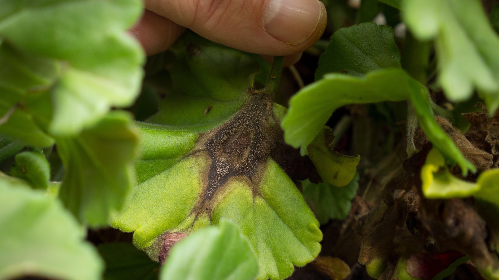 A close-up of a hand gently holding a leaf of the Schlumbergera truncata, showing dark, discolored damage to the surface, while the surrounding green leaves appear healthy.