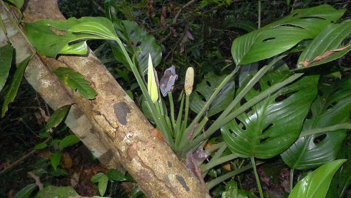 Swiss cheese plant flower