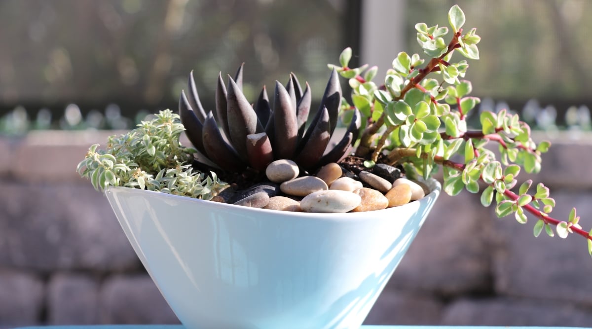 In a glossy white bowl, a harmonious arrangement of dark and green succulents captivates the eye. Bathed in the warm embrace of sunlight, each leaf casts delicate shadows, creating a serene tableau of nature's beauty and tranquility.
