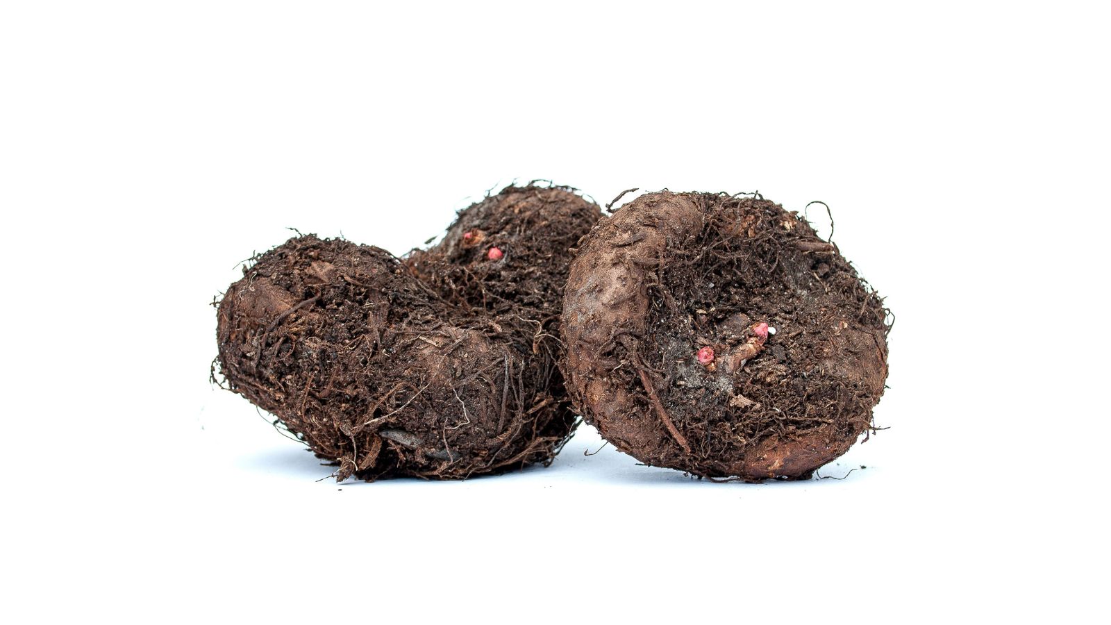 An isolated shot of corms of a Tuberous Begonia that is placed in a white surface in a white, well lit area