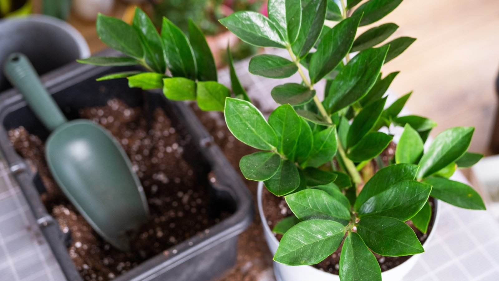 Thick, upright stems with waxy, deep green leaves characteristic of Zamioculcas zamiifolia, arranged to create a structured, hardy appearance.