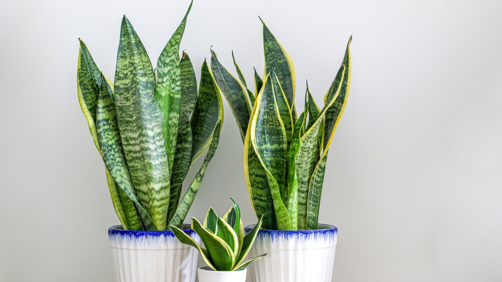 A pair of Dracaena trifasciata plants, displaying tall, variegated leaves with green centers and bright yellow edges, standing upright in a clean, minimal setup.