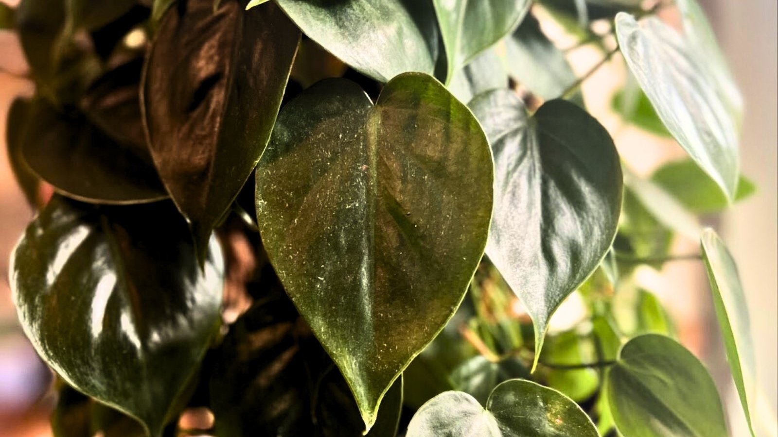 Dark green, glossy, heart-shaped leaves of Philodendron hederaceum, creating an elegant cascade as it grows in a shaded indoor area.