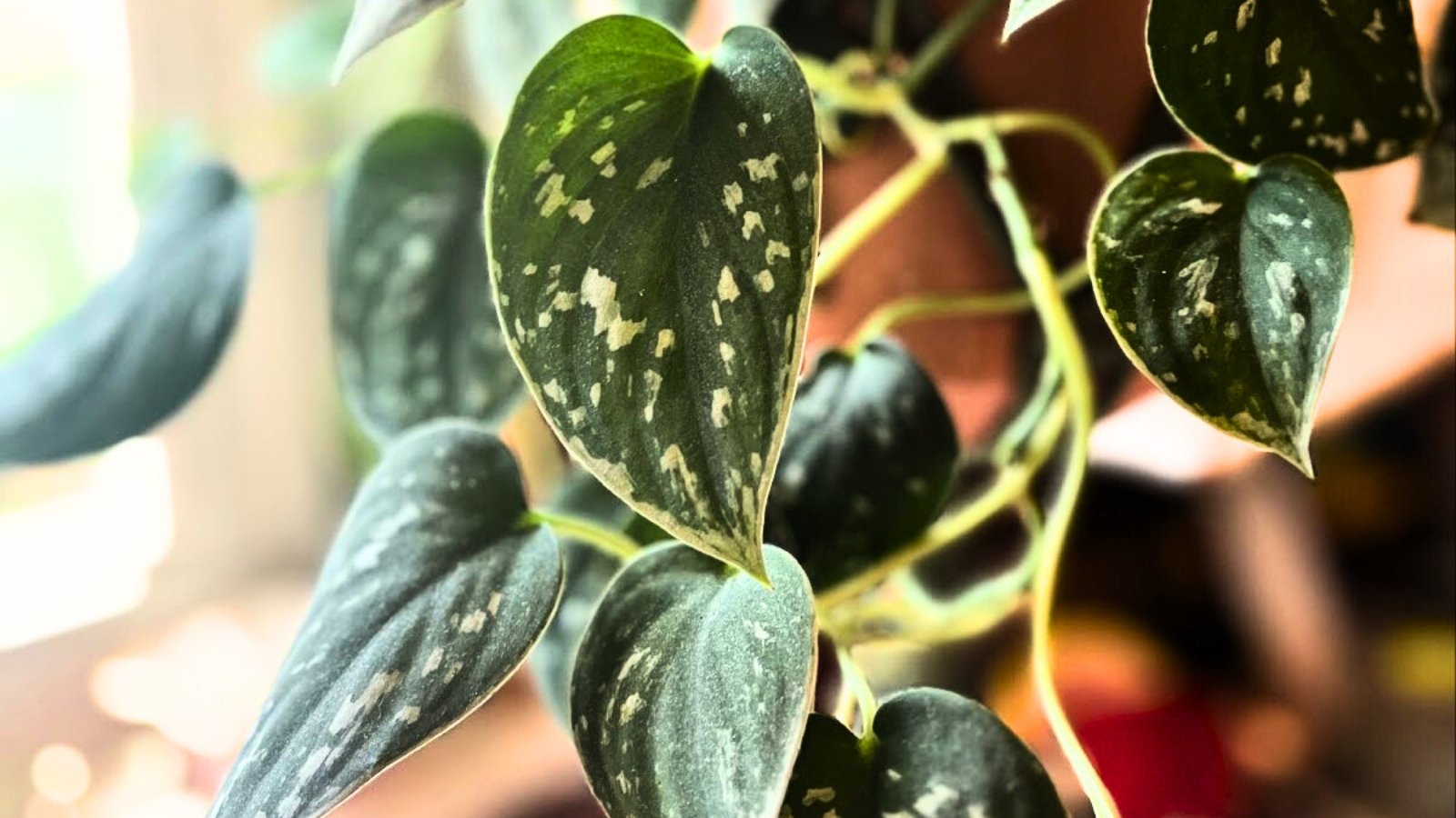 Large, velvety green leaves adorned with silvery speckles, characteristic of Scindapsus pictus, creating a striking visual texture on the plant.