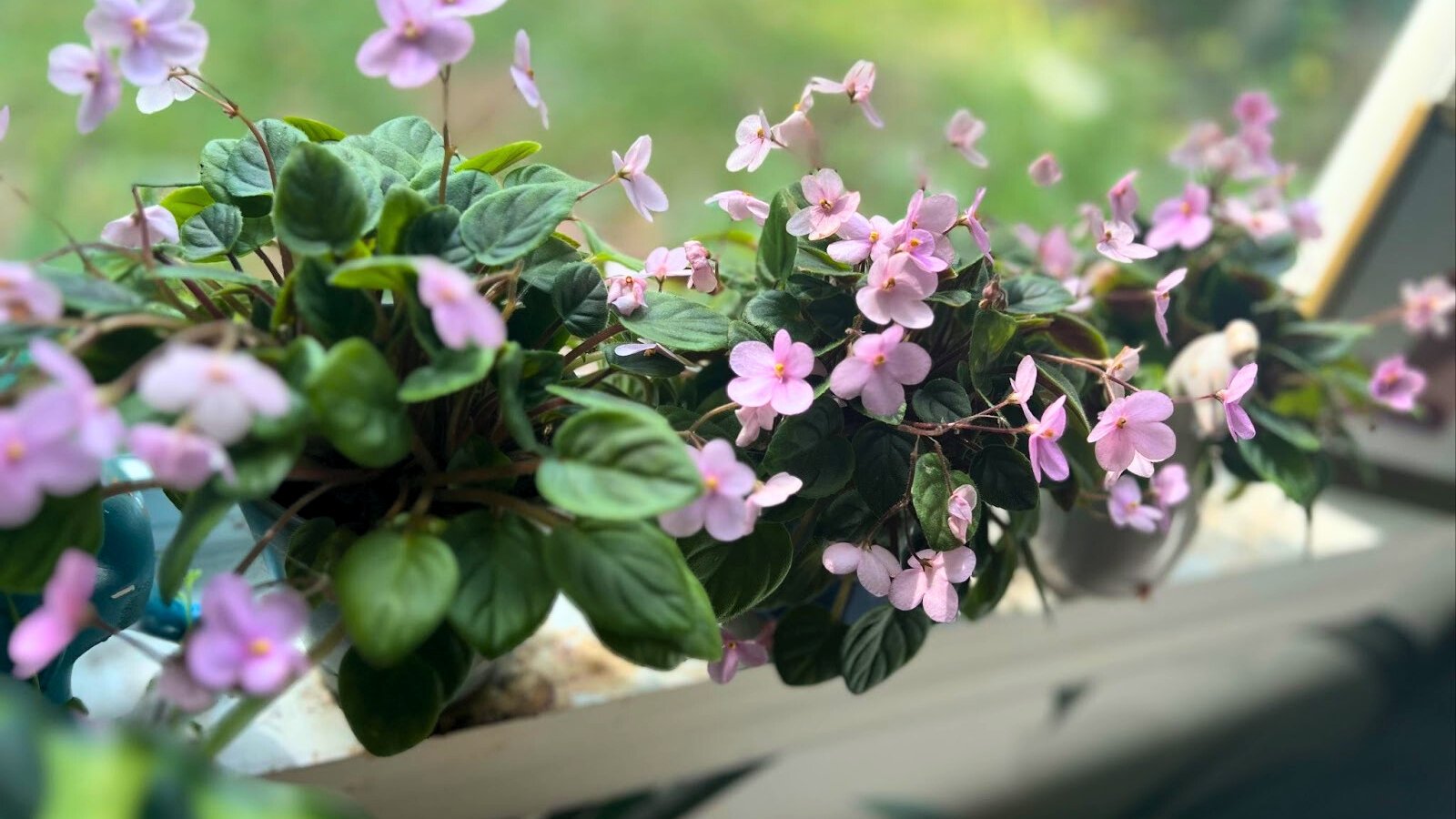 Soft purple blooms with vibrant green, slightly fuzzy leaves surrounding the delicate flowers, typical of Saintpaulia ionantha, forming a gentle and colorful display.