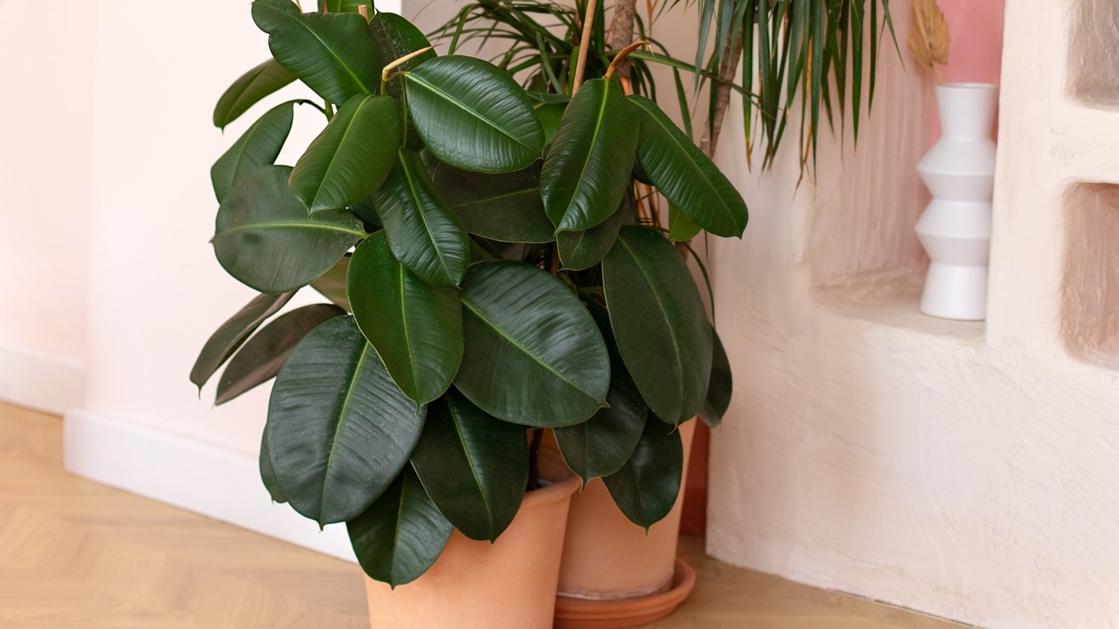 Large, dark green, glossy leaves on sturdy stems, characteristic of Ficus elastica, creating a robust and structured indoor presence.