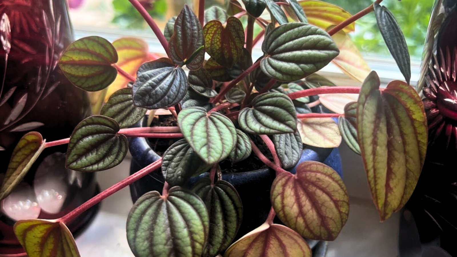 Small, round green leaves with white veins on short stems, characteristic of Peperomia, forming a compact, bushy display indoors.