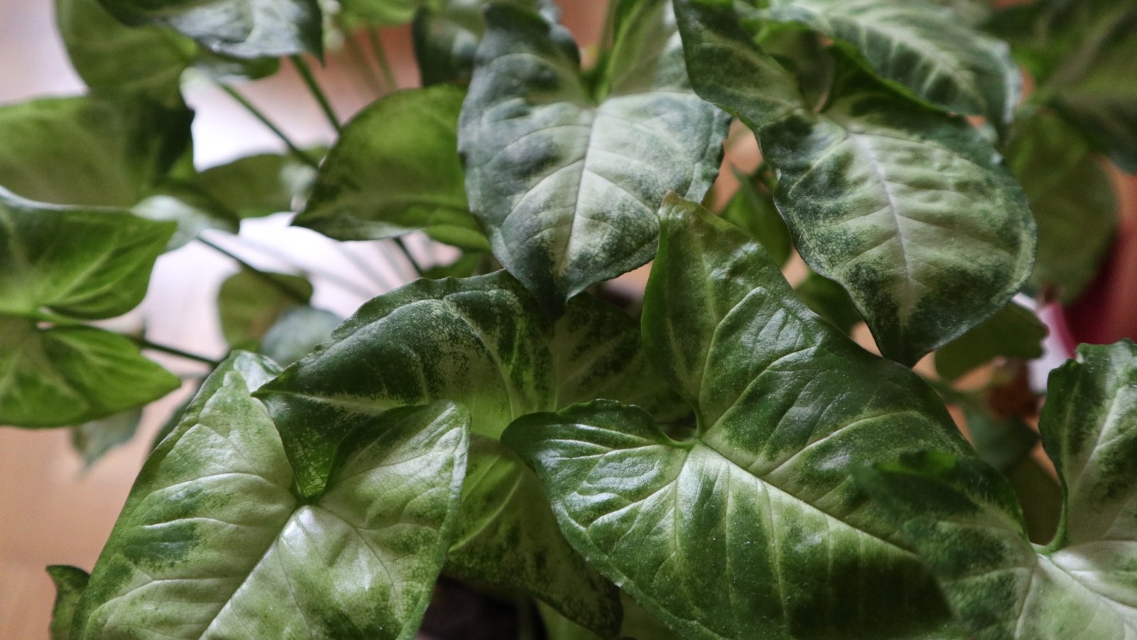 Light green, arrow-shaped leaves with darker green veins, characteristic of Syngonium podophyllum, creating a lush, trailing foliage.