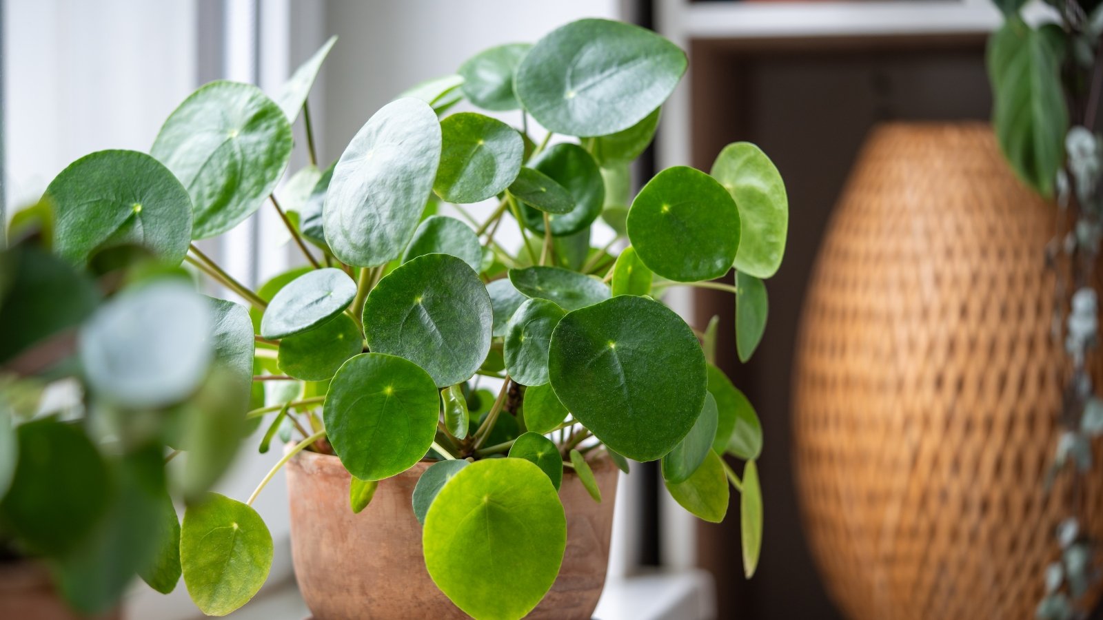 A Pilea peperomioides with coin-shaped, vibrant green leaves on slender, upright stems, arranged in a compact, eye-catching display.