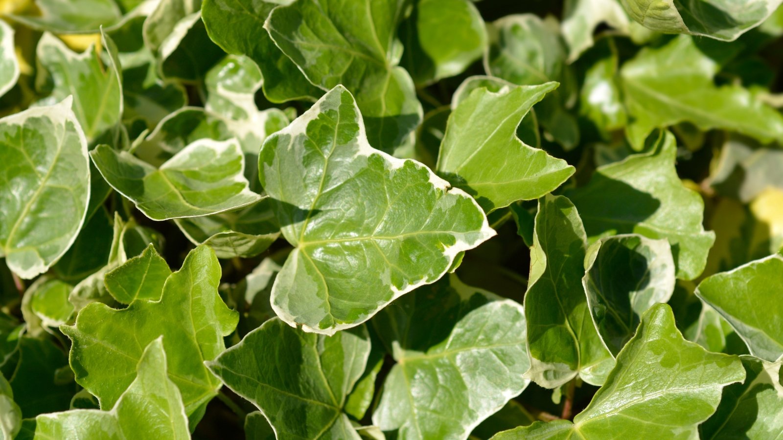 Trailing vine of Hedera helix with lobed, deep green leaves, creating a dense and rich cascade suitable for indoor settings.