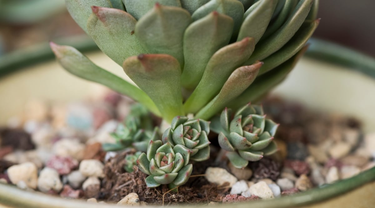 A close-up captures small succulent plants nestled at the base of a larger succulent with lush green rosette-like formations. Planted within soil adorned with decorative pebbles, this thriving succulent arrangement resides harmoniously within a spacious, ornamental bowl.
