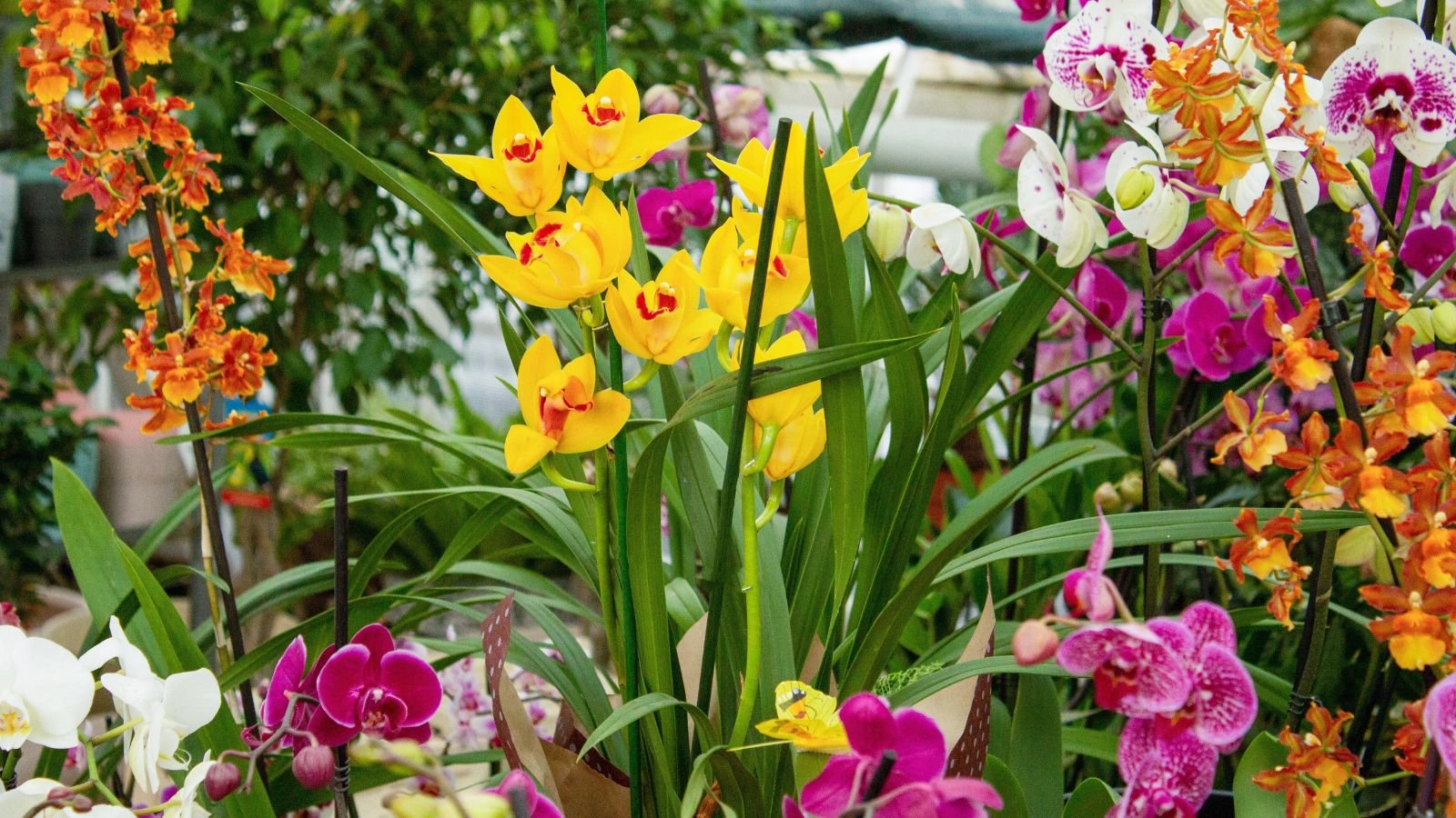 A composition of decorative plants and flowers showcasing their bright vivid colors in a garden setup.