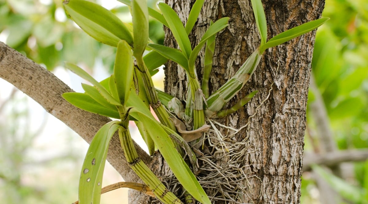 orchid growing on a tree